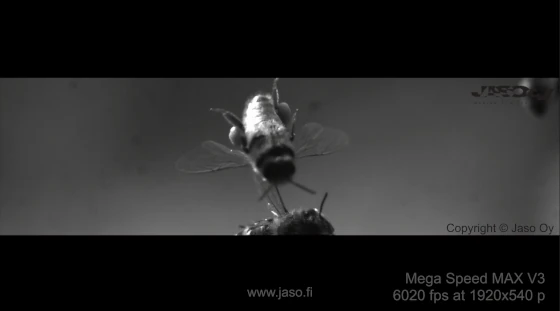 Bees in slow  motion